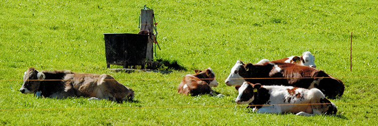 Kühe auf dem Mittleren Balmberg